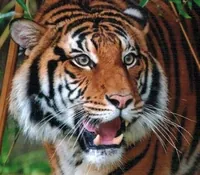 Berani, the Malayan tiger adopted by A-Action
