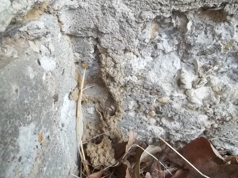 A subterranean termite mud tube running up a concrete foundation wall