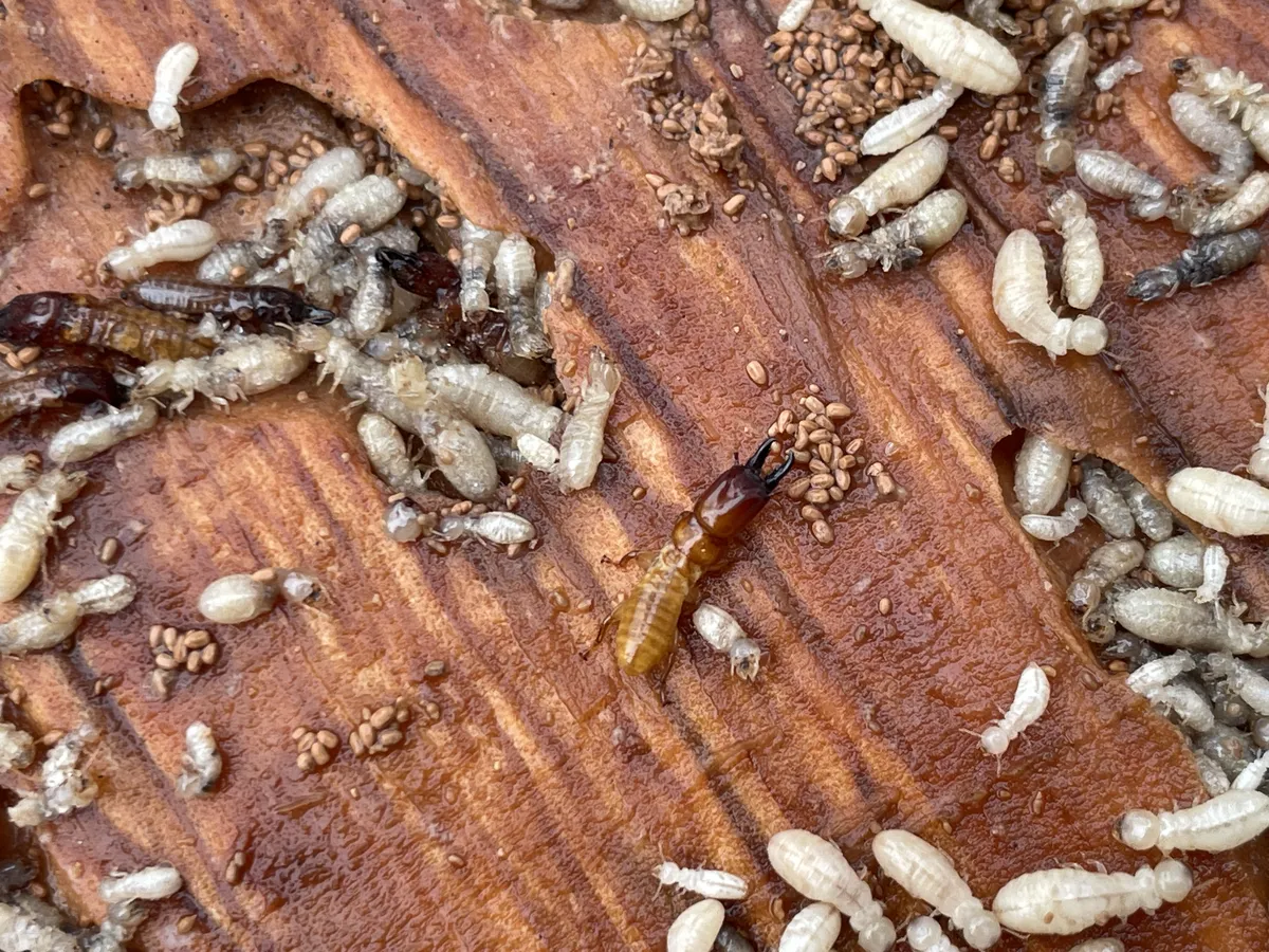 A live termite colony, workers and soldiers exposed on damaged wood during an inspection