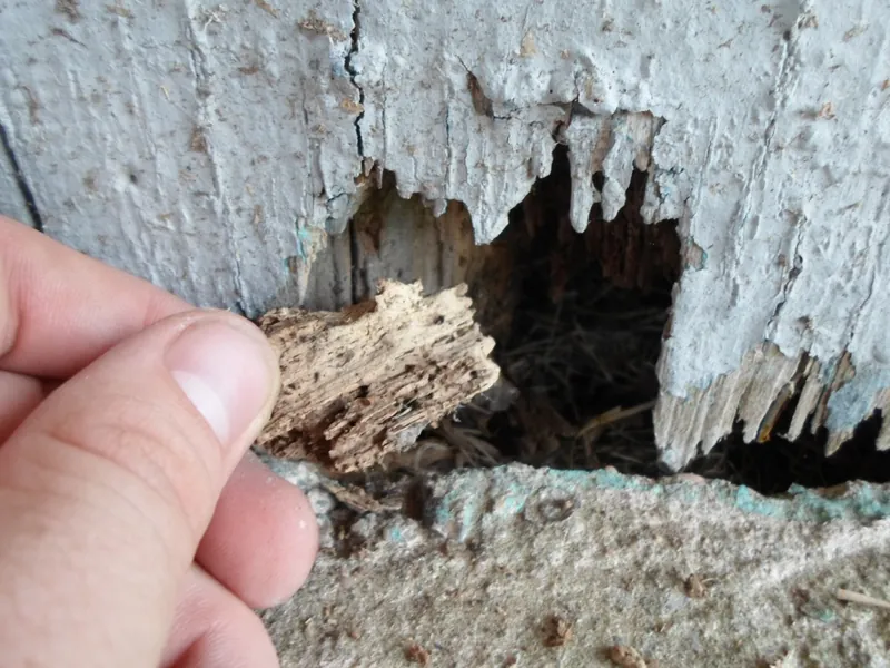 A hand pulling a piece of insect-hollowed wood away from a damaged board