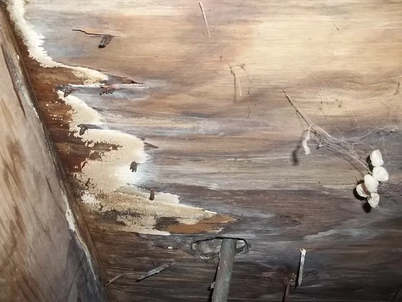Moisture-damaged wood with fungal growth photographed during an inspection